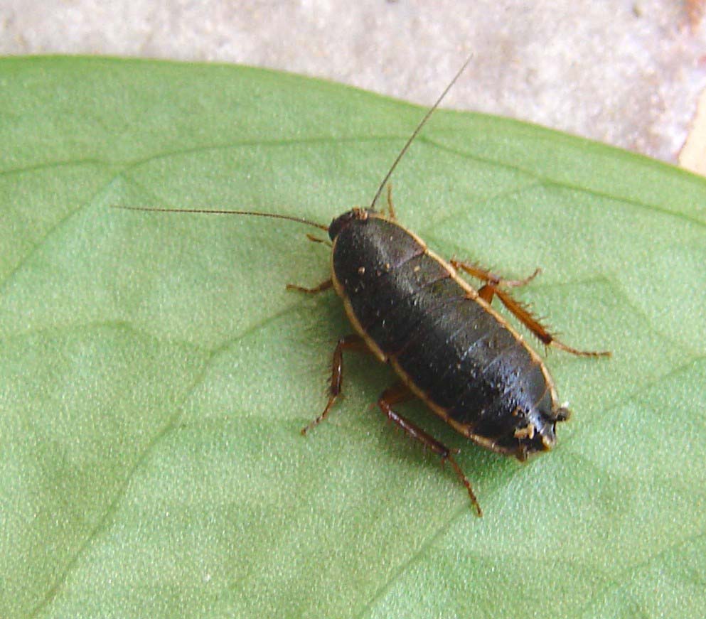 Loboptera decipiens (Germar 1817)